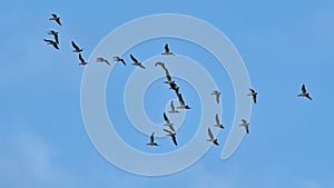 Flock of Canada geese on flight on a blue sky