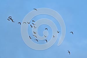 Flock of Canada geese on flight on a blue sky