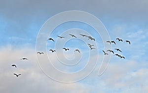 Flock of Canada geese on flight on a blue sky