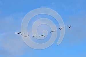 Flock of canada geese in flight on a blue sky with soft clouds