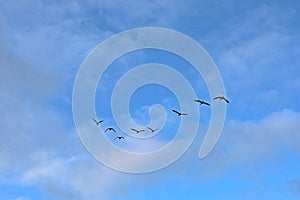 Flock of canada geese in flight on a blue sky with soft clouds