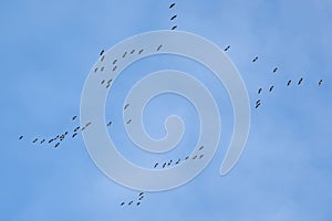 Flock of Canada geese on flight on a blue sky with soft grey clouds