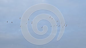 Flock of Canada geese on flight on a blue sky with soft grey clouds