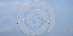 Flock of Canada geese on flight on a blue sky with soft grey clouds