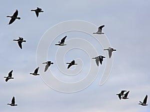Flock of canada geese in flight - Branta canadensis