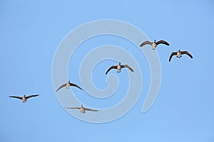 Flock of Canada Geese in Flight