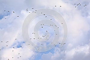 Flock of canada geese in flight on a cloudy sky