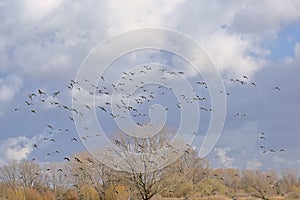 Flock of canada geese in flight on a cloudy sky over bare treetops