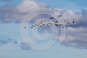 A flock of Canada geese in flight among dark clouds