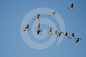 Flock of Canada Geese Flying in a Blue Sky