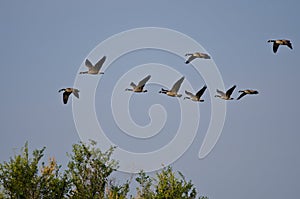 Flock of Canada Geese Flying in a Blue Sky