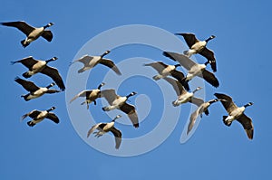 Flock of Canada Geese Flying in a Blue Sky