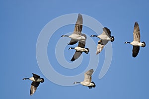 Flock of Canada Geese Flying in a Blue Sky