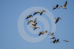 Flock of Canada Geese Flying in a Blue Sky