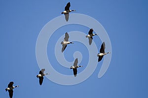 Flock of Canada Geese Flying in a Blue Sky