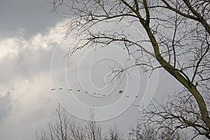 Flock of Canada geese flying on a cloudy sky