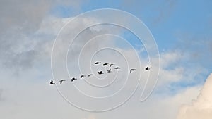 Flock of Canada geese flying on a cloudy sky