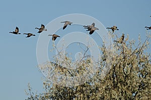 Flock of Canada Geese Flying Low Over the Marsh