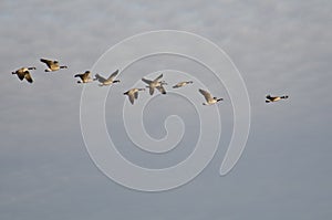 Flock of Canada Geese Flying in the Morning Sky