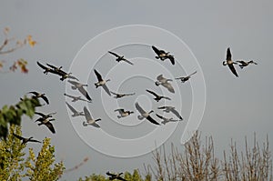 Flock of Canada Geese Flying Over The Autumn Marsh