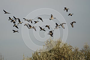 Flock of Canada Geese Flying Over The Autumn Marsh