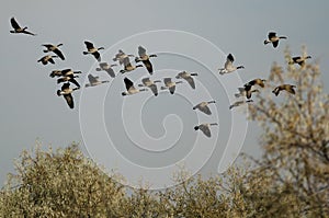 Flock of Canada Geese Flying Over The Autumn Marsh