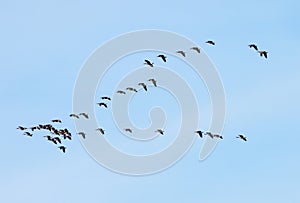 Flock of Canada Geese flying in a V against a blue sky