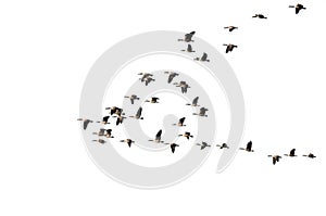 Flock of Canada Geese Flying on a White Background