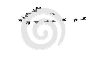 Flock of Canada Geese Flying on a White Background