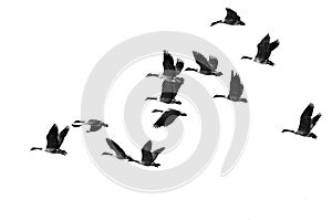 Flock of Canada Geese Flying on a White Background