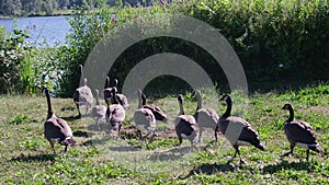A flock of Canada geese grazes on the grass near a pond or lake on a sunny summer day