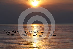 Flock of Canada Geese on Lake Huron at Sunset