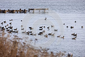 Flock of Canada geese in lake Michigan