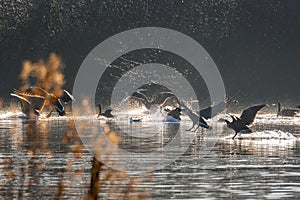 A flock of Canada Geese landing on a lake