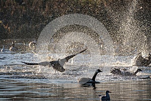 A flock of Canada Geese landing on a lake