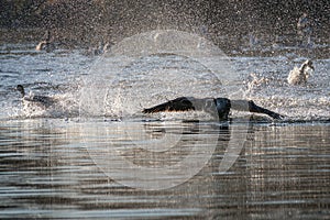 A flock of Canada Geese landing on a lake