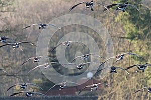 A flock of Canada Geese landing on a lake