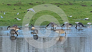 Flock of canada geese in the marsh