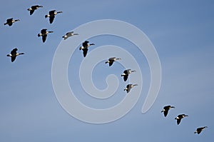 Flock of Canada Geese Preparing to Land