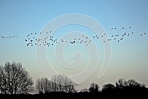 Flock of canada geese in silhouette above bare trees against a blue sky
