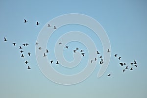 Flock of canada geese in silhouette against a blue sky