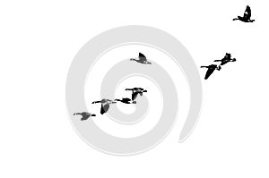 Flock of Canada Geese Silhouetted on a White Background