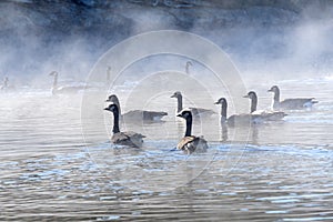 Flock of Canada Geese Swimming in a Lake #6