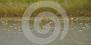 Flock of canada geese swimming in a pond in the flemish countryside photo