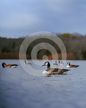 Flock of Canada geese swimming in the serene water