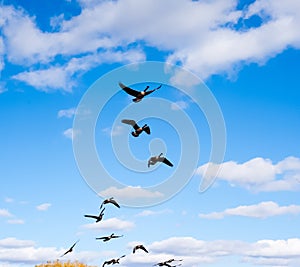 Flock of Canada Geese taking off into sky.