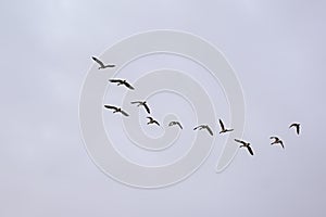 Flock of Canada goose on a cloudy sky