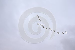 Flock of Canada goose on a cloudy sky