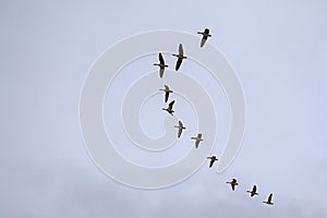 Flock of Canada goose on a cloudy sky