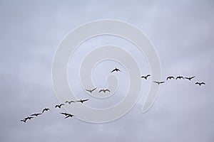 Flock of Canada goose on a cloudy sky